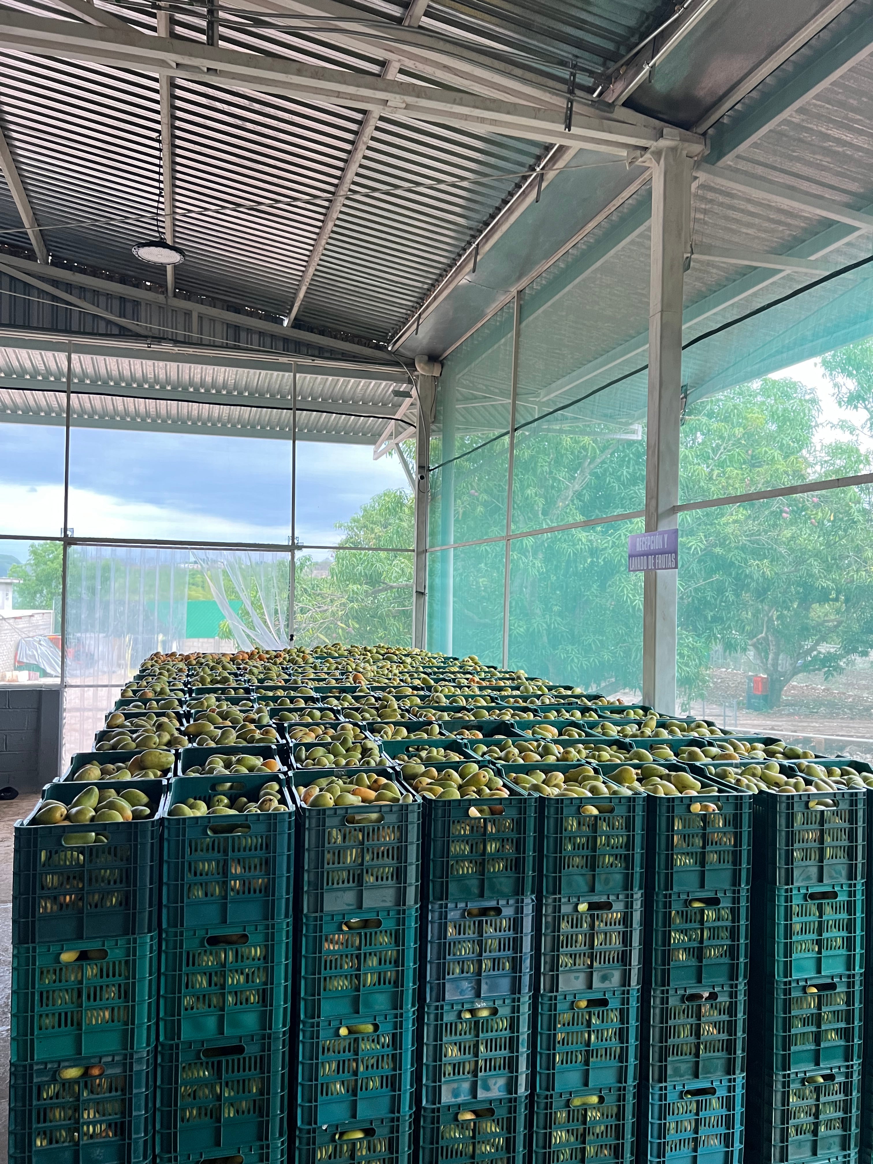 fresh mangoes waiting to be processed in a warehouse