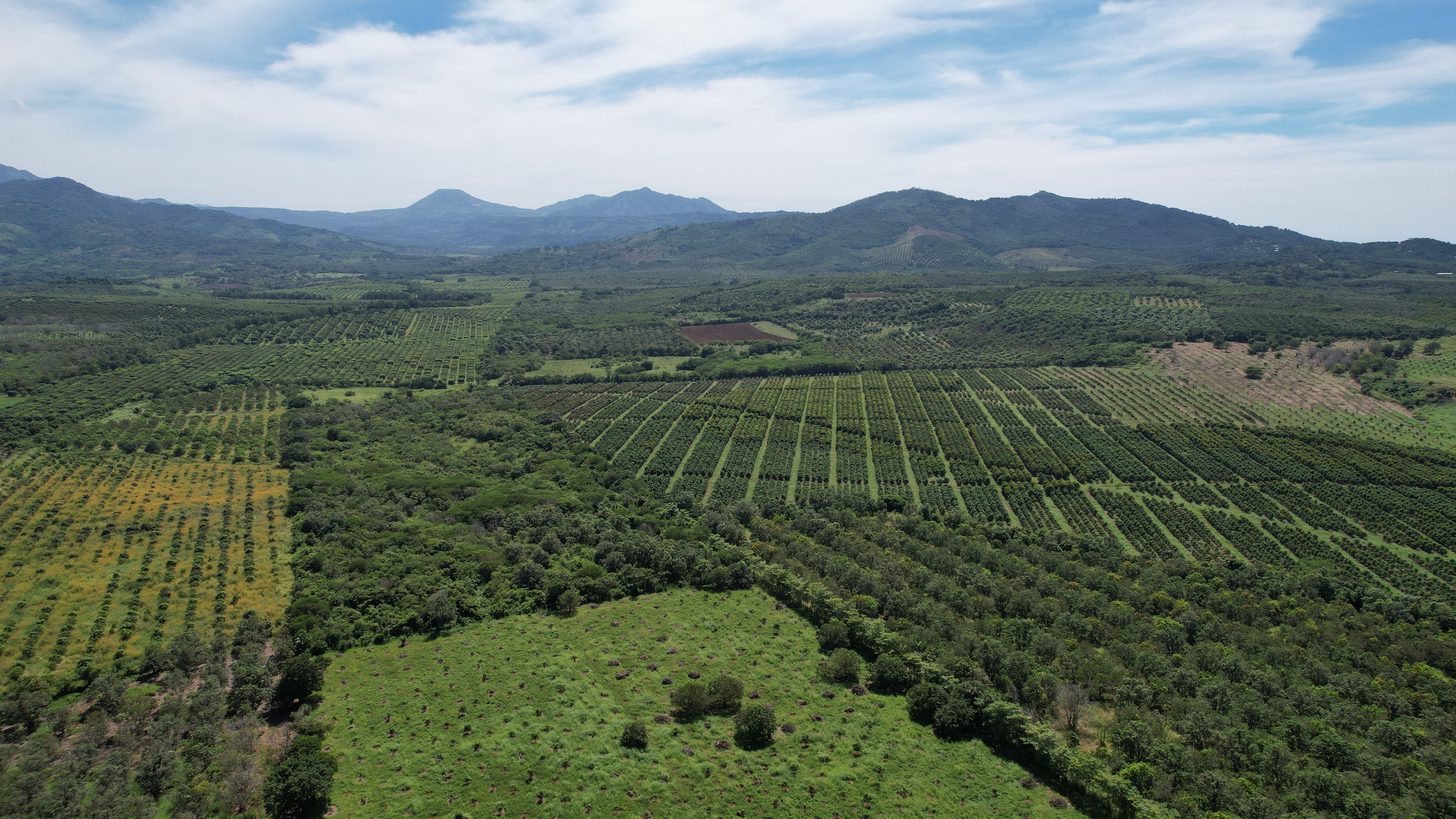 mango orchard in mexico