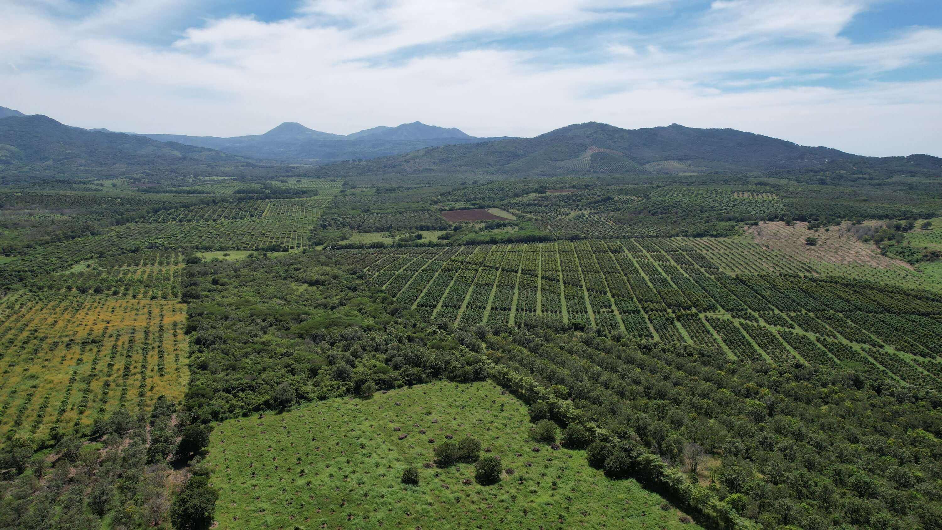 Organic mango orchard in pristine Mexico growing on fertile soil.