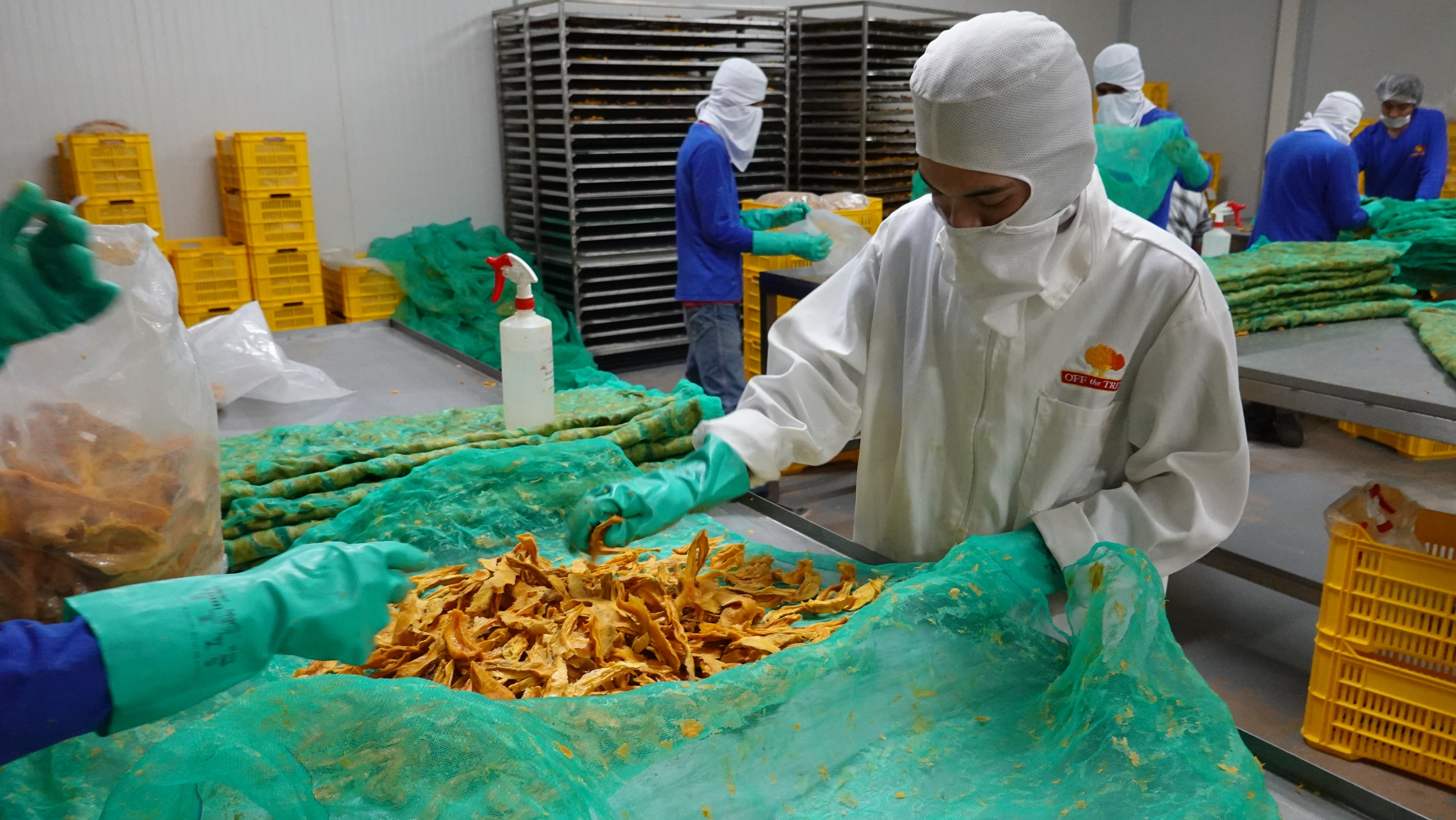 worker processing dried mango