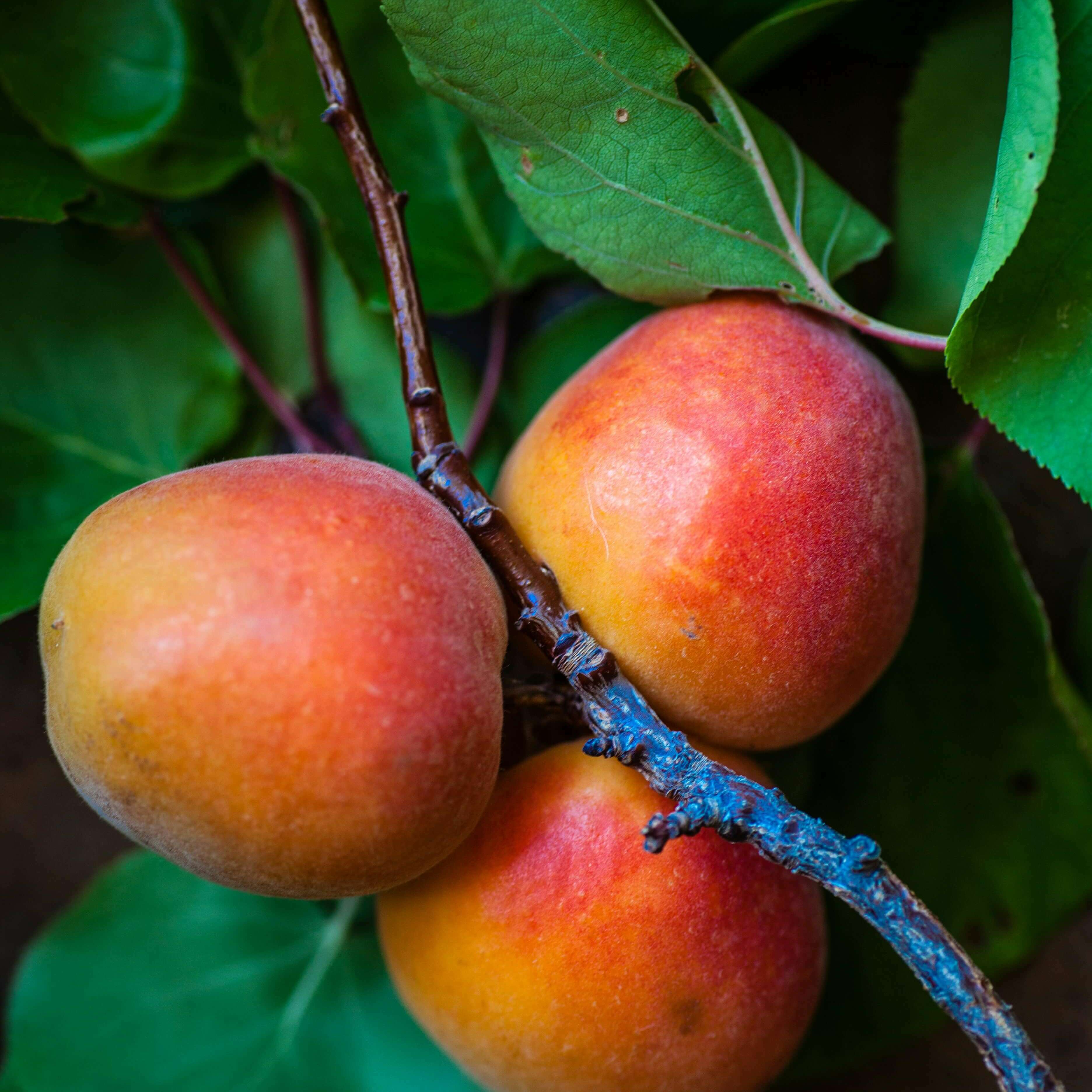 Three ripe mangoes on the tree.