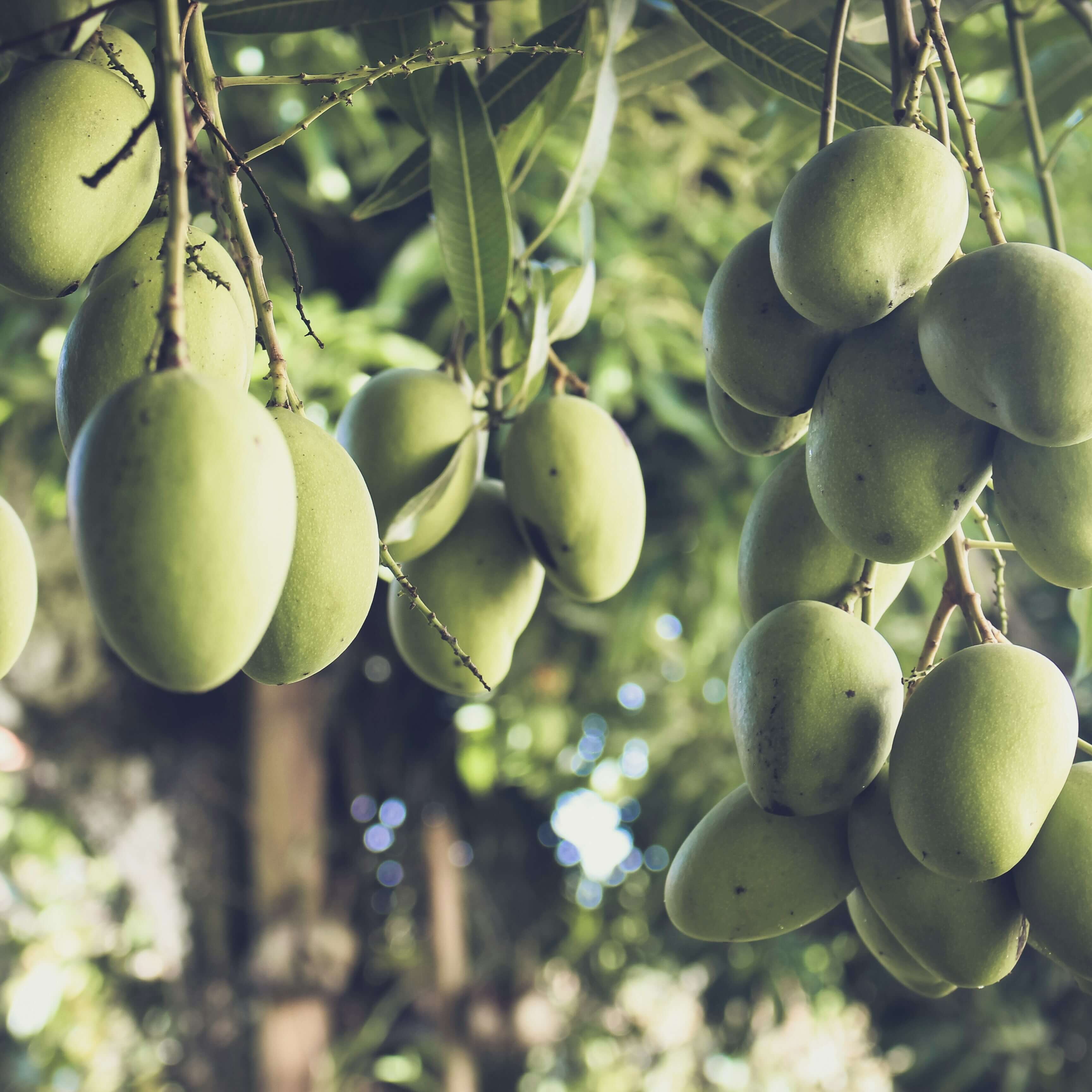 Keitt mangos hanging from tree waiting to be harvested.