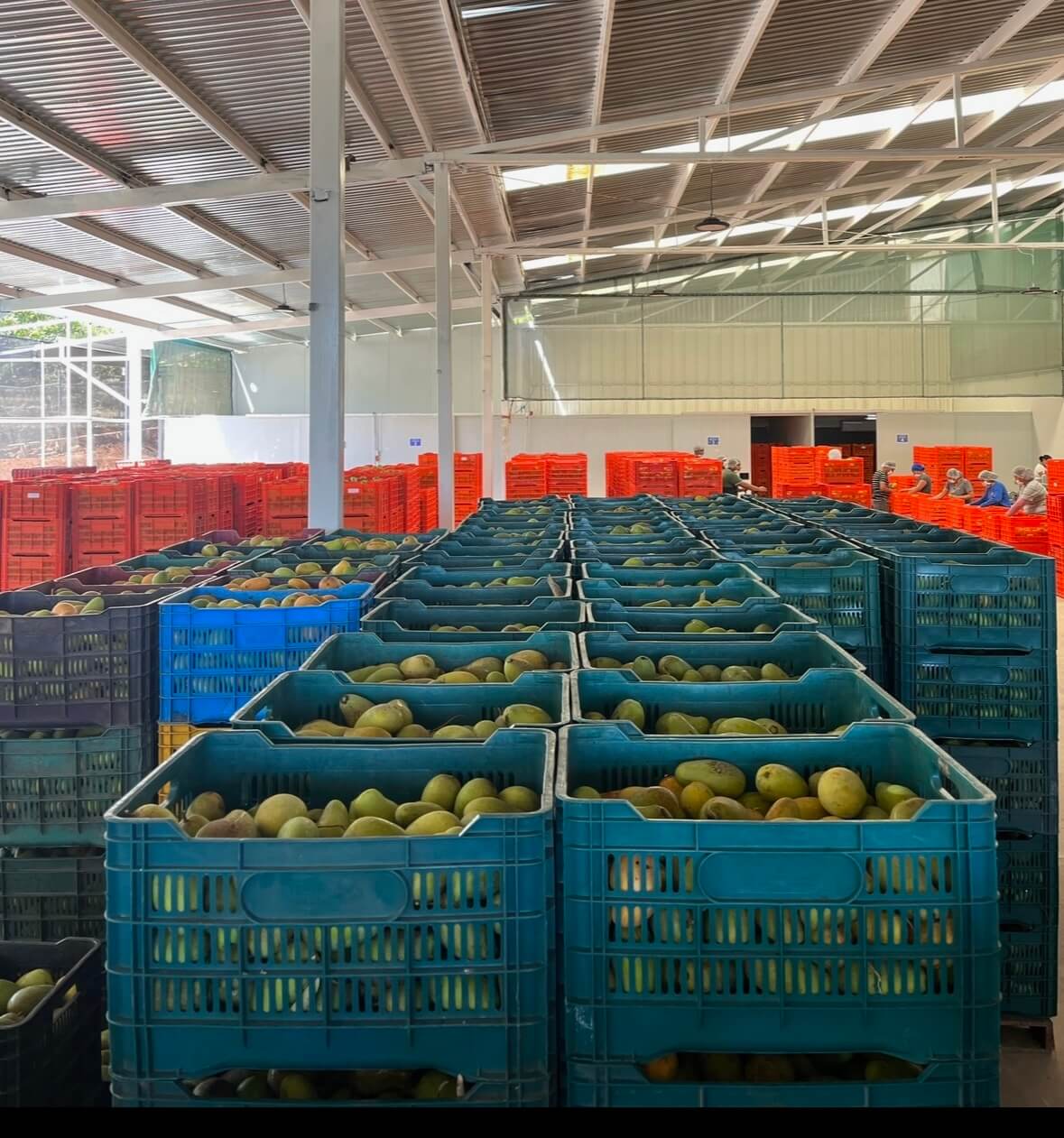 The bulk processing inside Off The Tree Snacks on-site manufacturing facility.