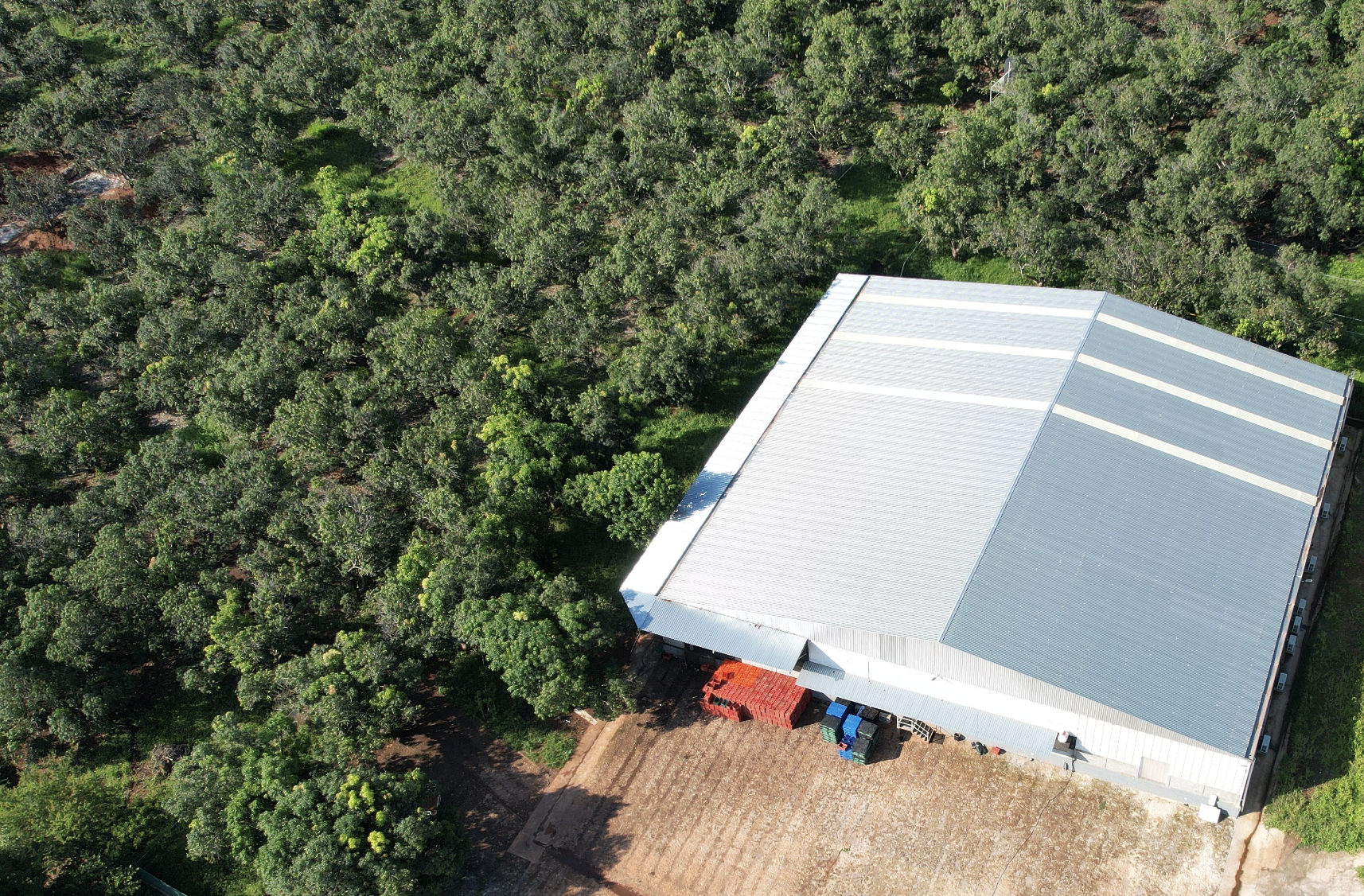 mango farm and factory in mexico