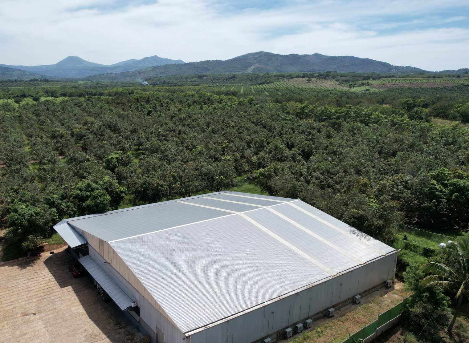 mango production facility in mexico