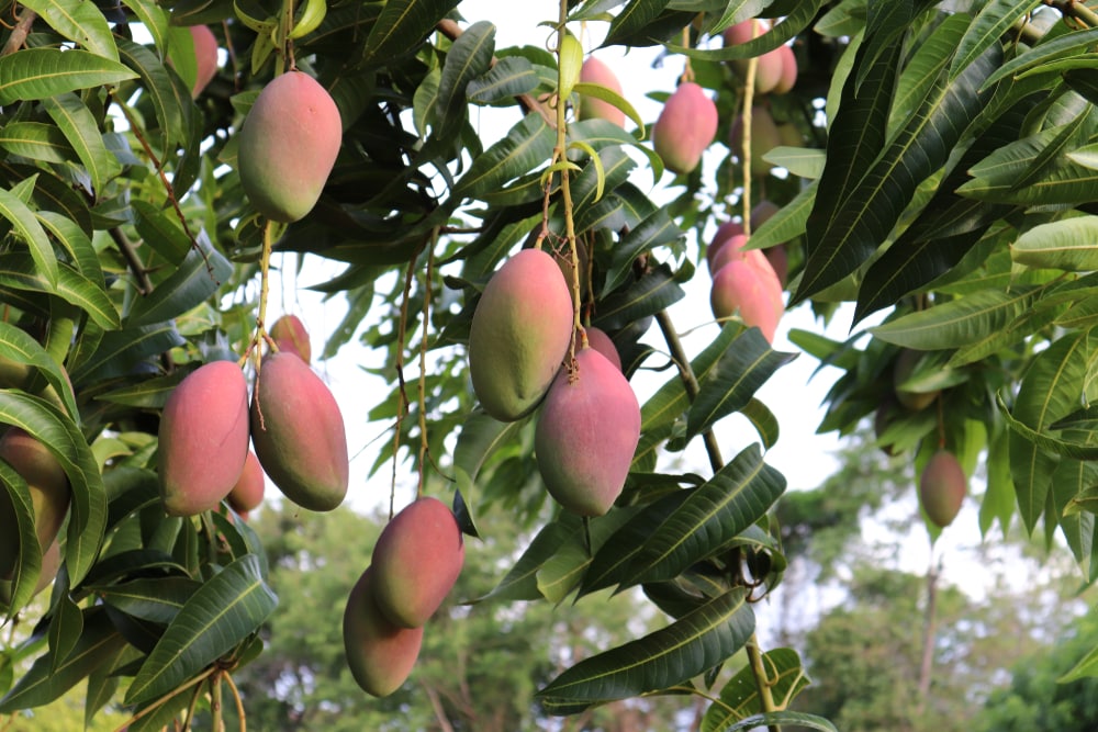 Ripe, organic Kent mangoes flourishing on our sustainable orchard trees in San Blas, Nayarit, Mexico